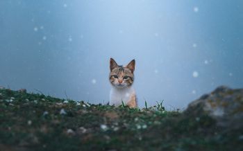 cat, snow, grass Wallpaper 2560x1600