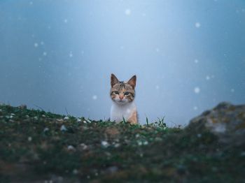 cat, snow, grass Wallpaper 800x600