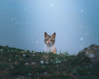 cat, snow, grass Wallpaper 1280x1024