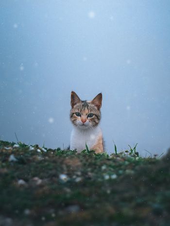 cat, snow, grass Wallpaper 1668x2224