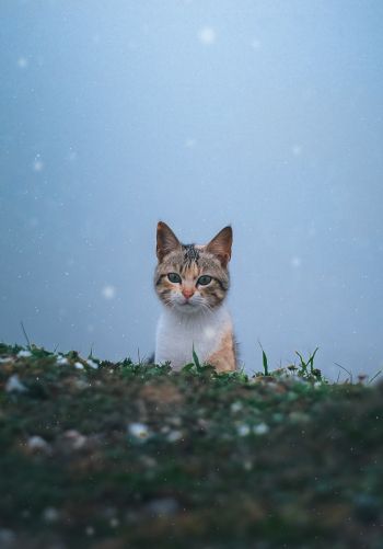 Обои 1668x2388 кошка, снег, трава