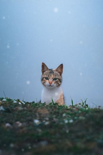 cat, snow, grass Wallpaper 640x960