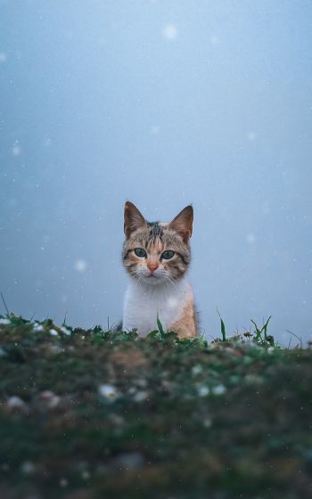 Обои 800x1280 кошка, снег, трава