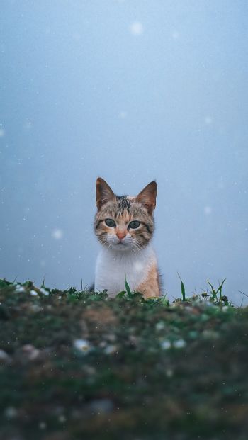Обои 640x1136 кошка, снег, трава
