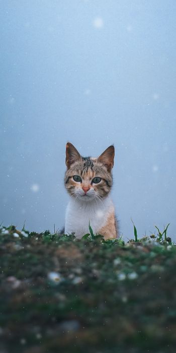 Обои 720x1440 кошка, снег, трава