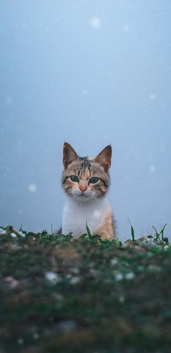 Обои 1080x2220 кошка, снег, трава