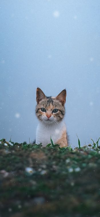 Обои 1284x2778 кошка, снег, трава
