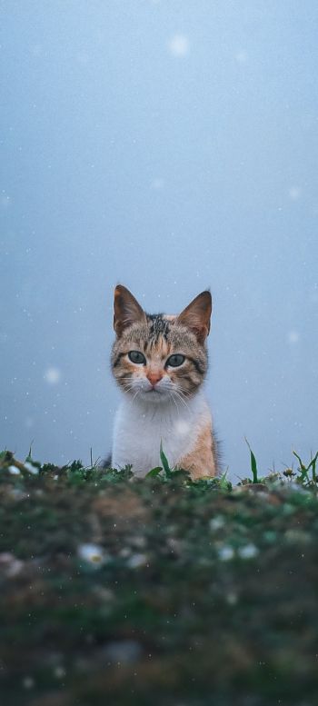 Обои 720x1600 кошка, снег, трава