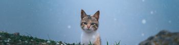 cat, snow, grass Wallpaper 1590x400