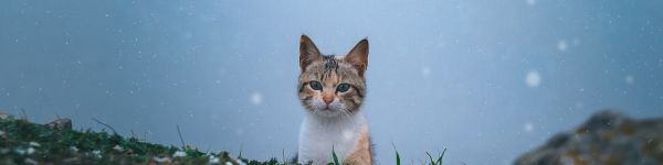 cat, snow, grass Wallpaper 1590x400