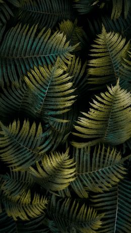 fern, sheet Wallpaper 1440x2560