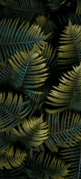 fern, sheet Wallpaper 1440x3200