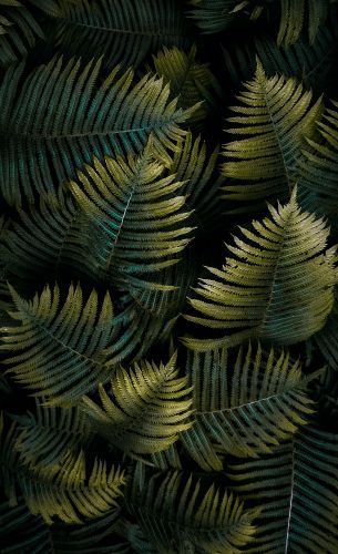 fern, sheet Wallpaper 2468x4051