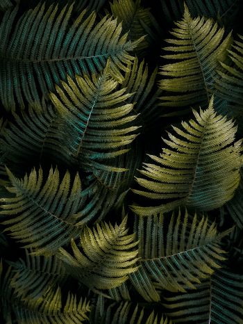 fern, sheet Wallpaper 2048x2732