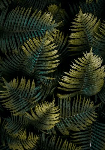 fern, sheet Wallpaper 1668x2388