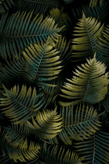 fern, sheet Wallpaper 640x960