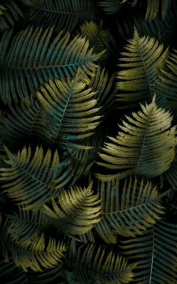 fern, sheet Wallpaper 1200x1920