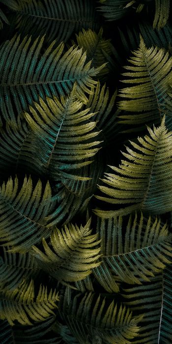 fern, sheet Wallpaper 720x1440