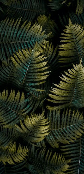 fern, sheet Wallpaper 1080x2220