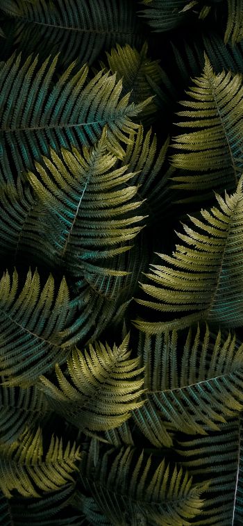 fern, sheet Wallpaper 828x1792