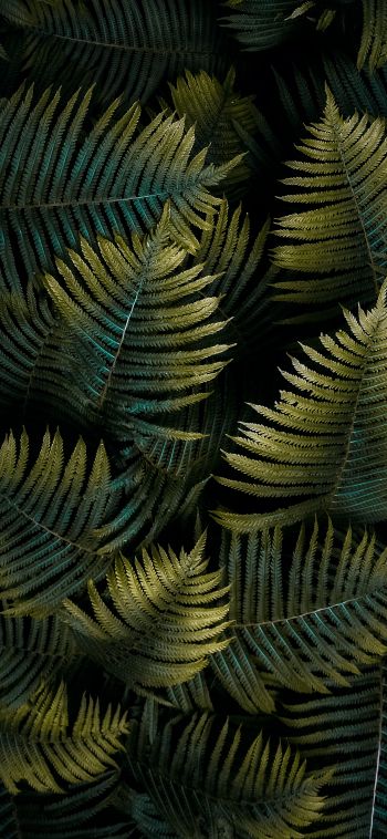 fern, sheet Wallpaper 1080x2340