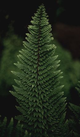 fern, green Wallpaper 600x1024