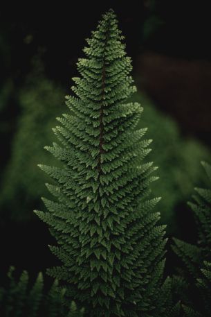 fern, green Wallpaper 4912x7360