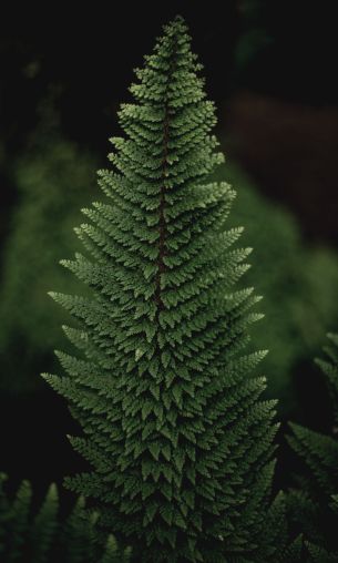 fern, green Wallpaper 1200x2000