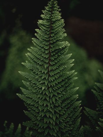 fern, green Wallpaper 1536x2048