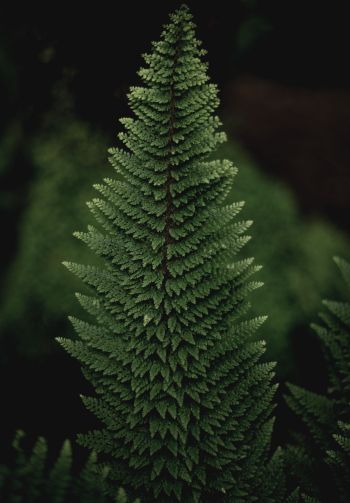 fern, green Wallpaper 1640x2360