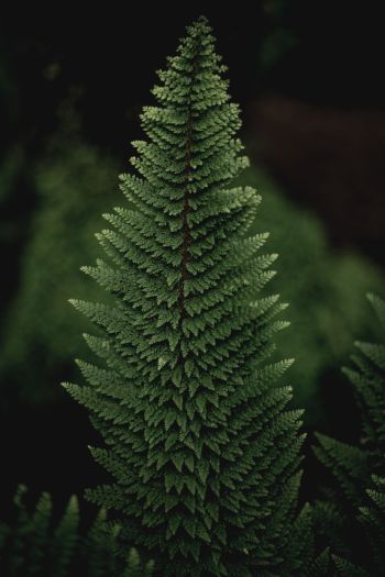 fern, green Wallpaper 640x960