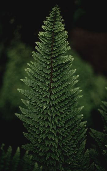 fern, green Wallpaper 1600x2560