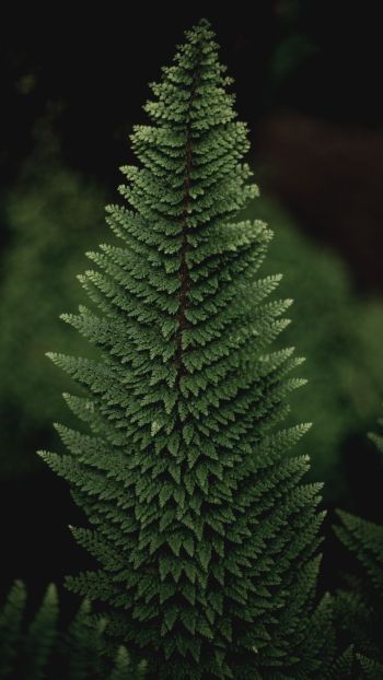 fern, green Wallpaper 1440x2560