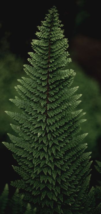 fern, green Wallpaper 720x1520