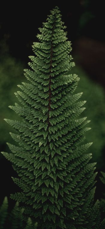 fern, green Wallpaper 1125x2436