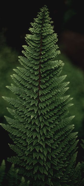 fern, green Wallpaper 1440x3200