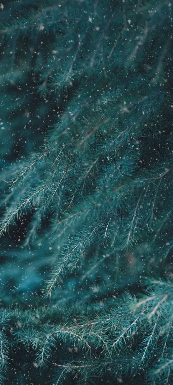 pine, larch Wallpaper 1440x3200