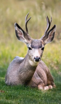 deer, horn, grass Wallpaper 600x1024