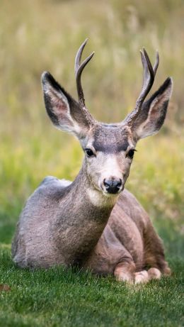 deer, horn, grass Wallpaper 640x1136