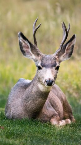 deer, horn, grass Wallpaper 1440x2560