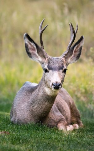 deer, horn, grass Wallpaper 1752x2800