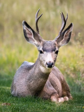 deer, horn, grass Wallpaper 1536x2048