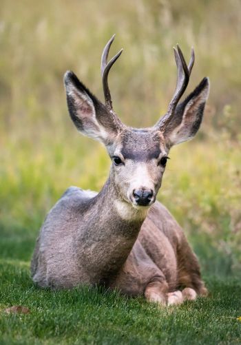deer, horn, grass Wallpaper 1668x2388