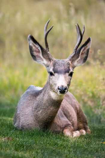 deer, horn, grass Wallpaper 640x960