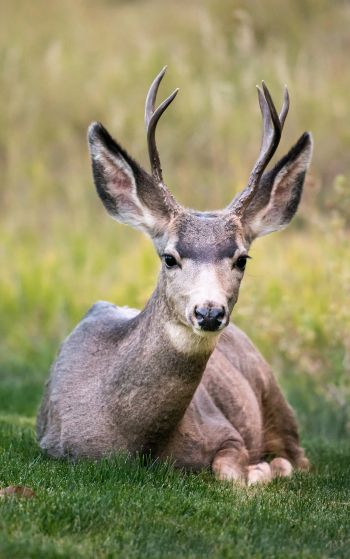 deer, horn, grass Wallpaper 1752x2800