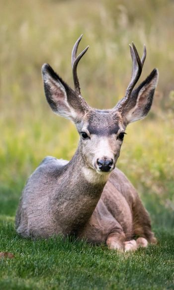 deer, horn, grass Wallpaper 1200x2000
