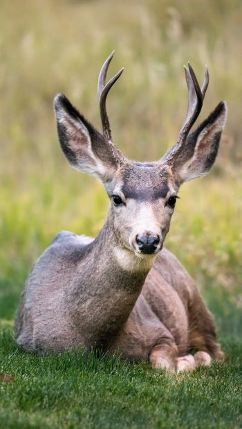 deer, horn, grass Wallpaper 640x1136