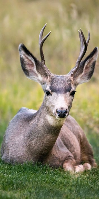 deer, horn, grass Wallpaper 720x1440