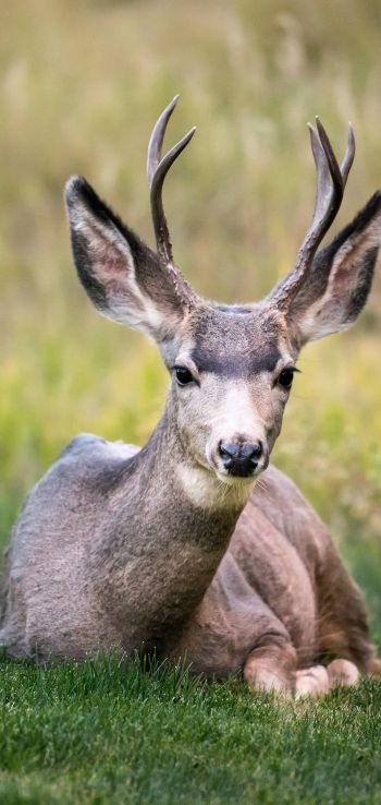 deer, horn, grass Wallpaper 1440x3040