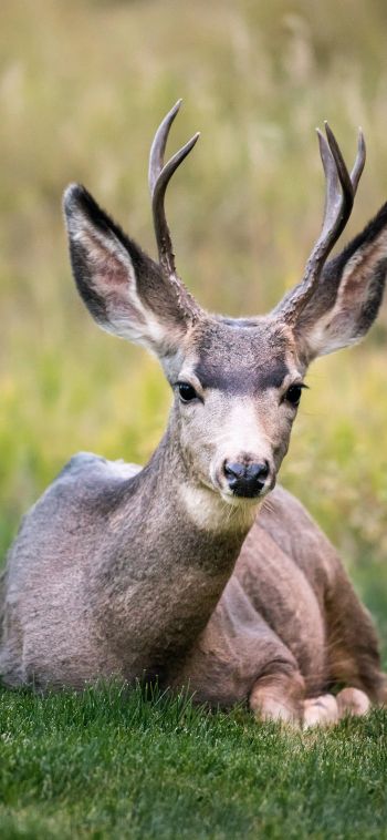 deer, horn, grass Wallpaper 1080x2340